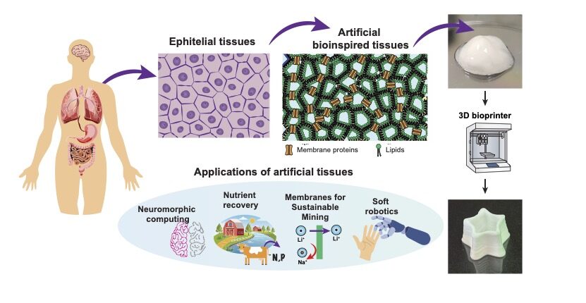 The graphic above illustrates how Jammed Interconnected Bilayer Emulsions (JIBEs) are created as well as possible future use cases. Image courtesy of University of Texas at Austin.